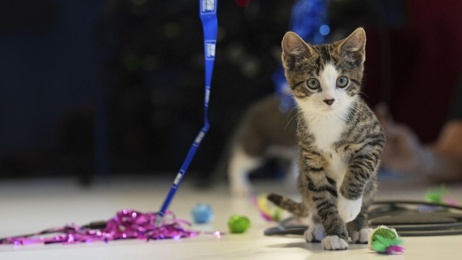 Welcome to kitten season, when animal shelters need all the help they can get